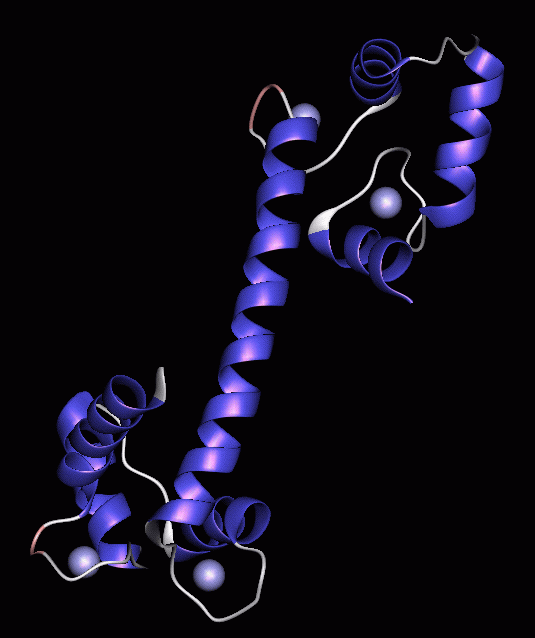 Ribbon Model of 1cll.pdb