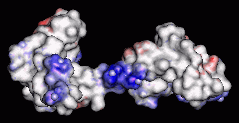 Surfaced model of Calmodulin with Magnesium attached