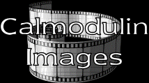 Calmodulin images reel